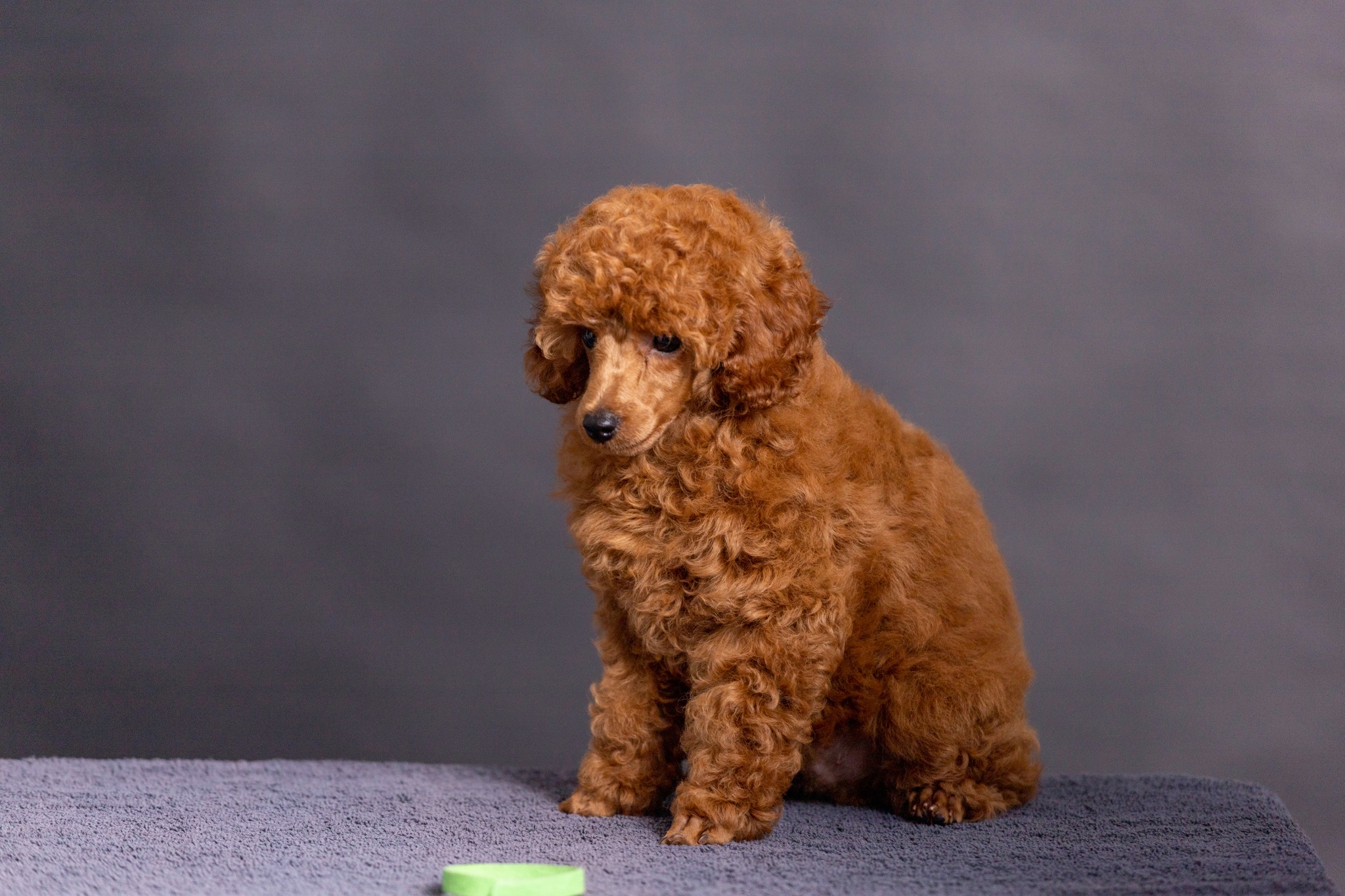 Toy Poodle puppies  in Chennai - Breed n Breeder